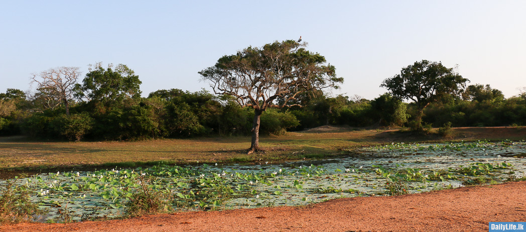 Yala National Park